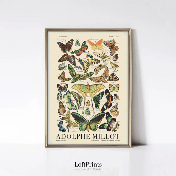 Vintage Butterfly Print • Adolphe Millot Poster • Papillon Wall Art • Butterfly Decor • Vintage Art Print • IL05