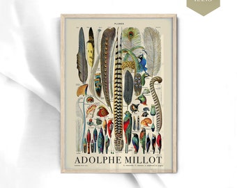 May include: Vintage illustration of various bird feathers, including peacock, pheasant, and other exotic birds. The illustration is titled "PLUMES" and is signed "ADOLPHE MILLOT".