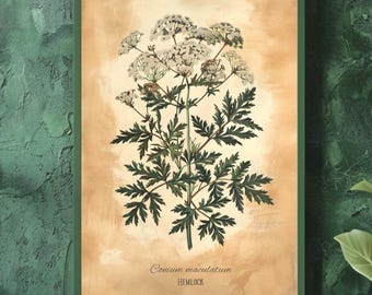 Hemlock Botanical Print | Vintage Poison Plant Art | Dark Academia Wall Decor | Socrates' Death Flower | Gothic Herbarium Illustration