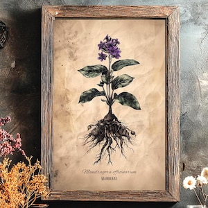 Könnte beinhalten: Gerahmter botanischer Druck mit einer detaillierten Illustration einer Alraune. Das Kunstwerk zeigt die lila Blüten, grünen Blätter und das ausgedehnte Wurzelsystem der Pflanze. Der Druck ist vor einem Hintergrund im Vintage-Stil in Holz gerahmt.