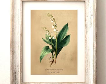 Impresión de lirio de los valles / Arte vintage de flores venenosas / Cottagecore oscuro / Ilustración de Convallaria Majalis / Botánico de belleza inquietante