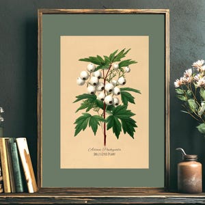 Op de afbeelding: Een ingelijste botanische prent met een gedetailleerde illustratie van een plant met witte bessen en groene bladeren. De prent is getiteld "Actaea Pachypoda, Dolls Eyes Plant". De lijst is een gedempt groen.