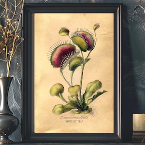 Op de afbeelding: Ingelijste botanische print van een Venusvliegenval, met een gedetailleerde illustratie van de vleesetende plant. De print heeft een vintage esthetiek met een beige achtergrond en een zwart frame. De tekst "Dionaea muscipula Venus Fly Trap" is zichtbaar.
