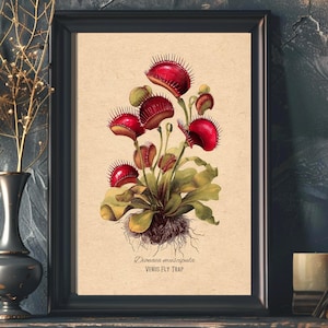 May include: A framed botanical print depicting a Venus flytrap illustration. The artwork highlights the plant's unique red traps, green leaves, and root structure, set against a beige backdrop. The text "Dionaea muscipula" and "Venus Fly Trap" are visible.