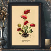 Carnivorous Plants Art Print | Plant Art | Moody Decor | Botanical Art ...