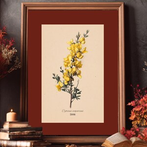 May include: Framed botanical print featuring a detailed illustration of Cytisus scoparius, commonly known as broom, with vibrant yellow flowers and green leaves. The print is set against a cream background, framed in a brown wooden frame with a burgundy mat.