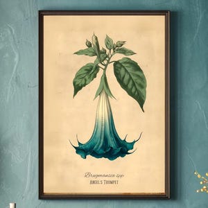 Blue Brugmansia - Etsy