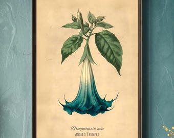 Blue Angel's Trumpet Poison Plant Illustration Fine Art Matte