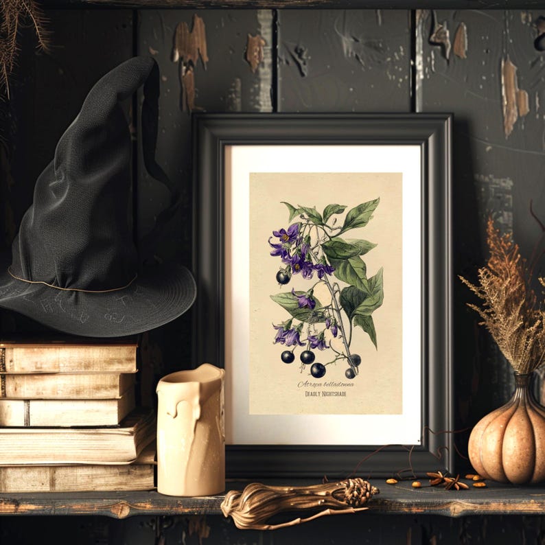 May include: A framed botanical print of Deadly Nightshade with purple flowers and black berries. A black witch's hat, books, a candle, and a decorative gourd are on a dark wooden shelf, creating a gothic or Halloween theme.