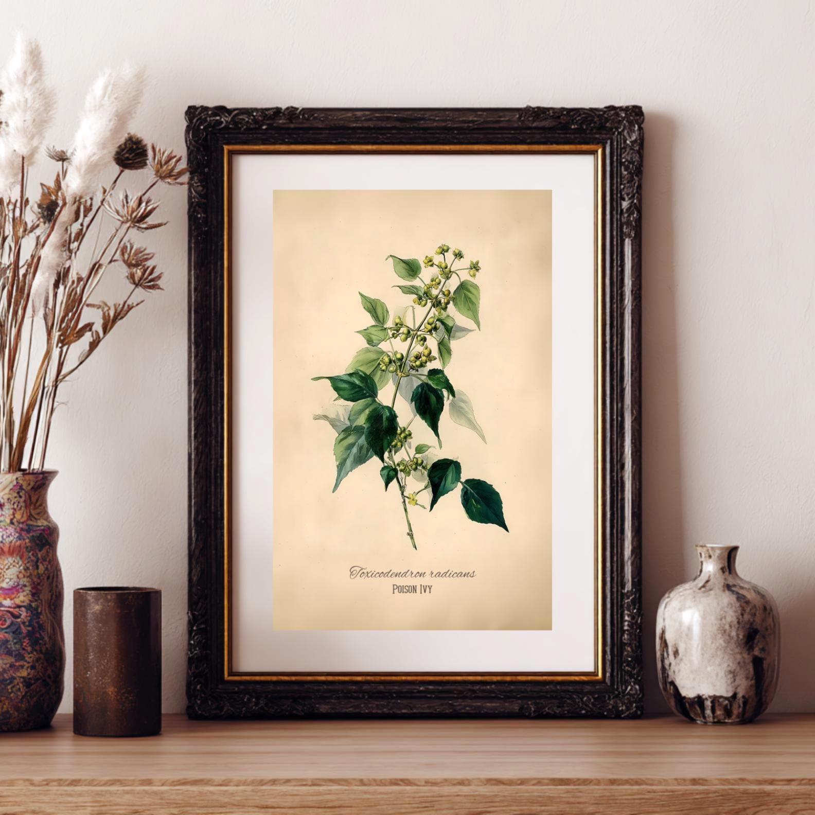 Poison Ivy Print | Vintage Toxicodendron Art | Gothic Forest Wall