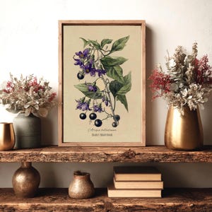 May include: A framed botanical print of Atropa belladonna, or deadly nightshade, with purple flowers, green leaves, and black berries. The print is in a wooden frame and is displayed on a rustic wooden shelf.