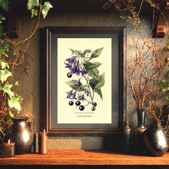 Deadly Nightshade Print | Atropa Belladonna | Gothic Botanical Illustration | Poison Garden Art |Vintage Apothecary Wall Decor|Dark Academia
