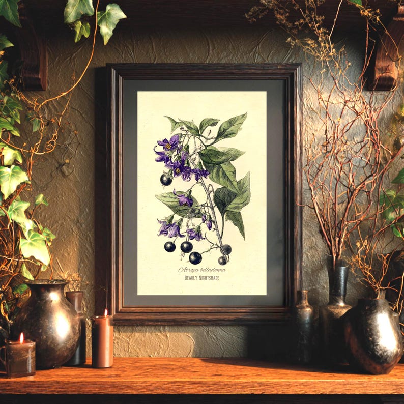 May include: A framed botanical print depicting Deadly Nightshade. The illustration shows purple flowers, green leaves, and black berries on a cream background. The print is in a dark brown wooden frame, suitable for home decor.