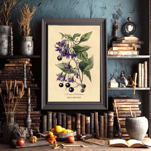 May include: A framed botanical print depicting Deadly Nightshade. The artwork shows purple bell-shaped flowers, green leaves, and black berries. The print is set against a cream background and framed in a dark grey frame. The text 'Deadly Nightshade' is visible.