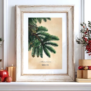 Noble Fir Frond Print | Abies Procera | Evergreen Needle Conifer Art | Pacific Northwest Botanicals | Holiday Evergreen Study | Cabin Art