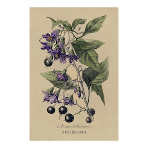 Deadly Nightshade Print | Atropa Belladonna | Gothic Botanical Illustration | Poison Garden Art |Vintage Apothecary Wall Decor|Dark Academia image 2