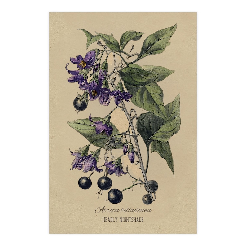 Deadly Nightshade Print | Atropa Belladonna | Gothic Botanical Illustration | Poison Garden Art |Vintage Apothecary Wall Decor|Dark Academia image 2