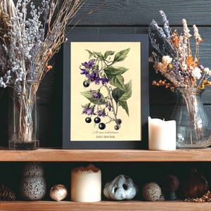 May include: A framed botanical print of Atropa belladonna, or deadly nightshade, with purple flowers and black berries. The print has a cream background and a black frame. Dried flowers and candles decorate the wooden shelf.