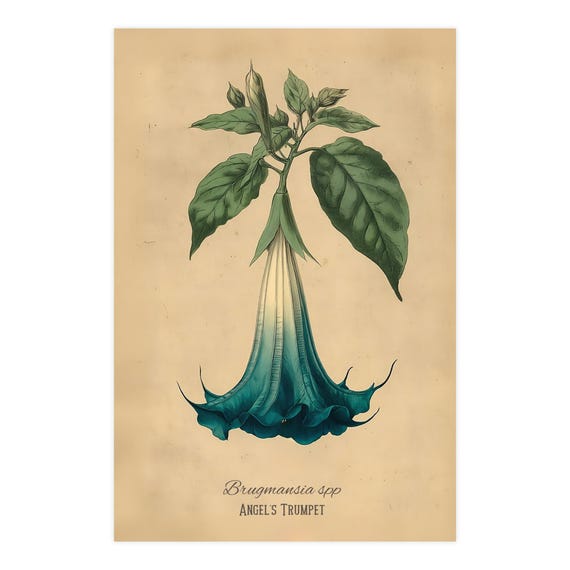 Blue Angel's Trumpet Poison Plant Illustration Fine Art Matte