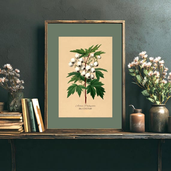 Doll's Eyes Plant Print | Actaea Pachypoda | Gothic Botanical