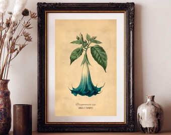 Blue Angel's Trumpet Poison Plant Illustration Fine Art Matte
