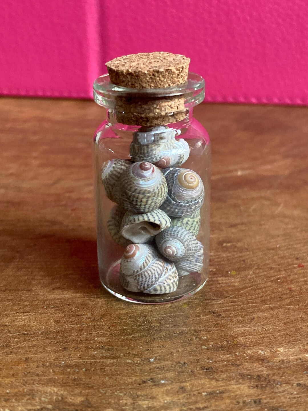 Mini Seashell Jar, Baby Seashells, Cute Gift - Gift of Hope - Gift of ...