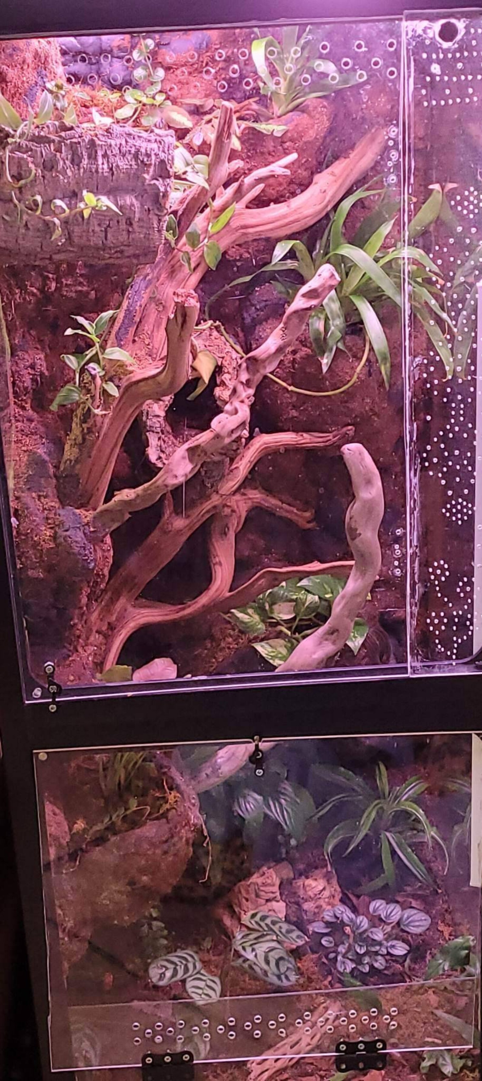 Custom Bioactive Vivarium/terrarium Tank Commission Order Etsy