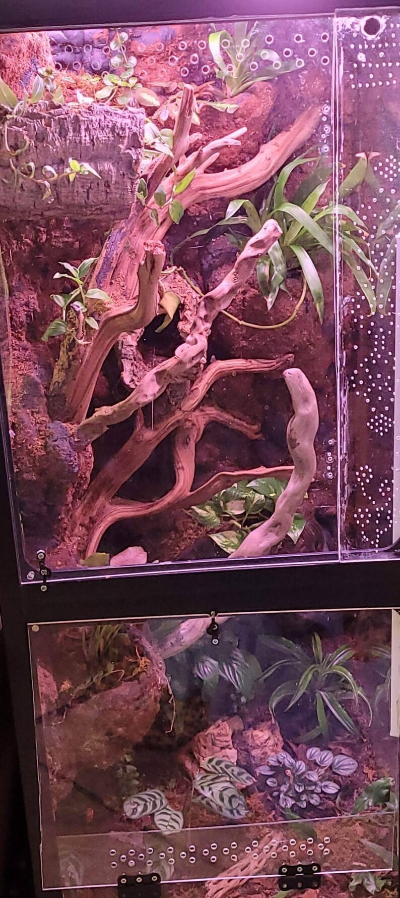 Custom Bioactive Vivarium/terrarium Tank Commission Order Etsy