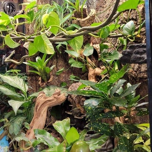 Vivarium accessories sale