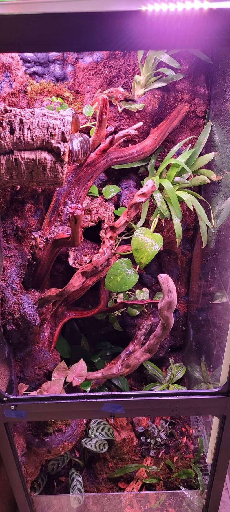 Custom Bioactive Vivarium/terrarium Tank Commission Order Etsy