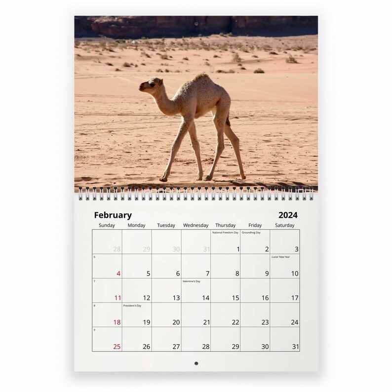 Camel 2024 Wall Calendar IDW24062 Etsy