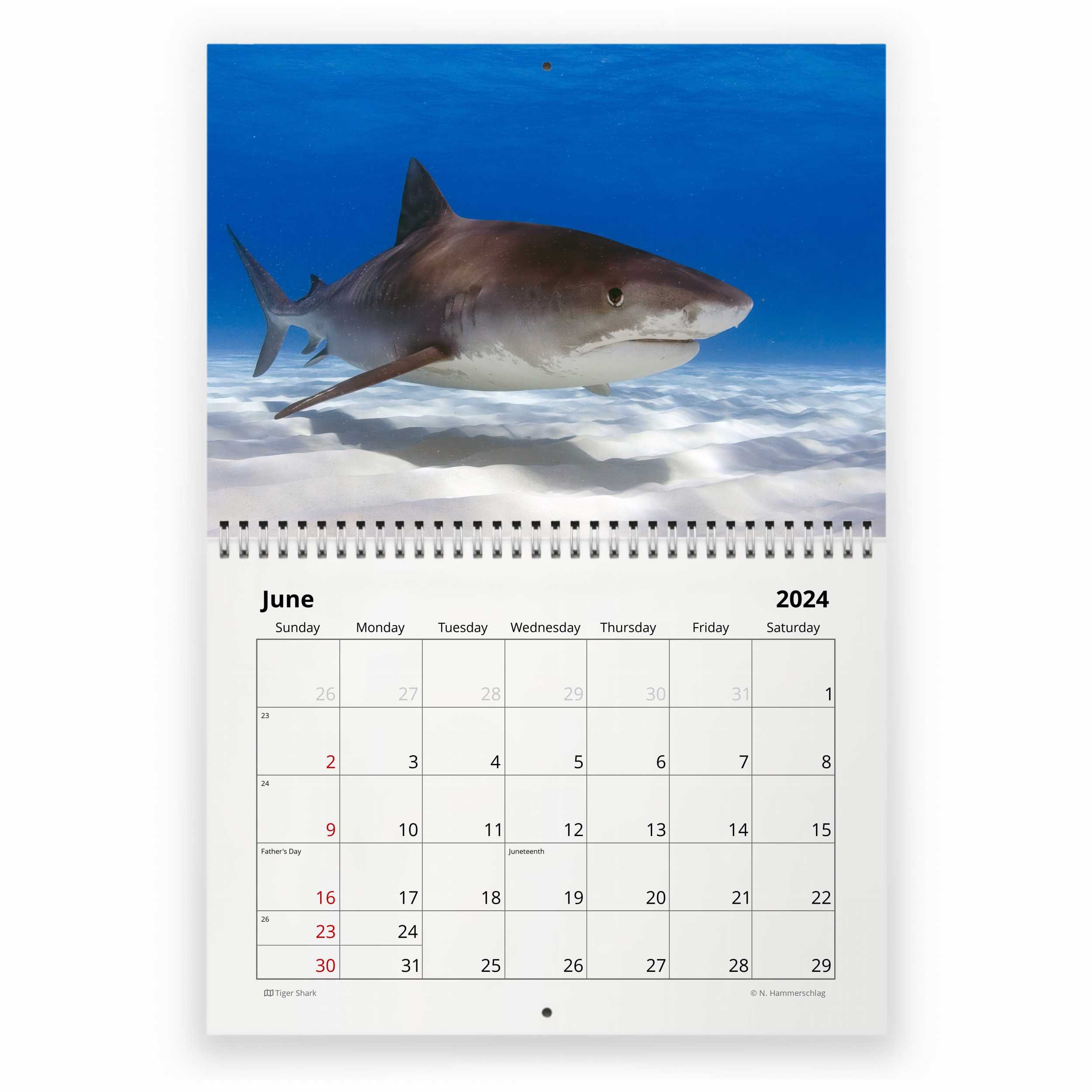 Shark 2025 Wall Calendar IDW24081 Etsy