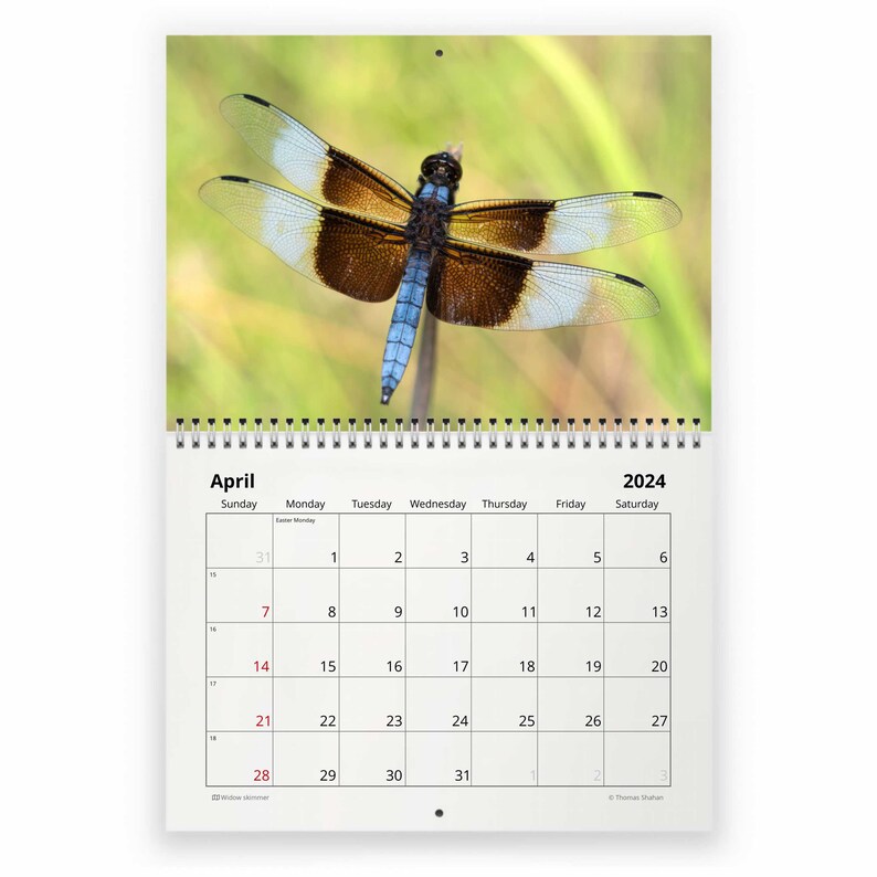 Dragonfly 2024 Wall Calendar IDW24076 Etsy