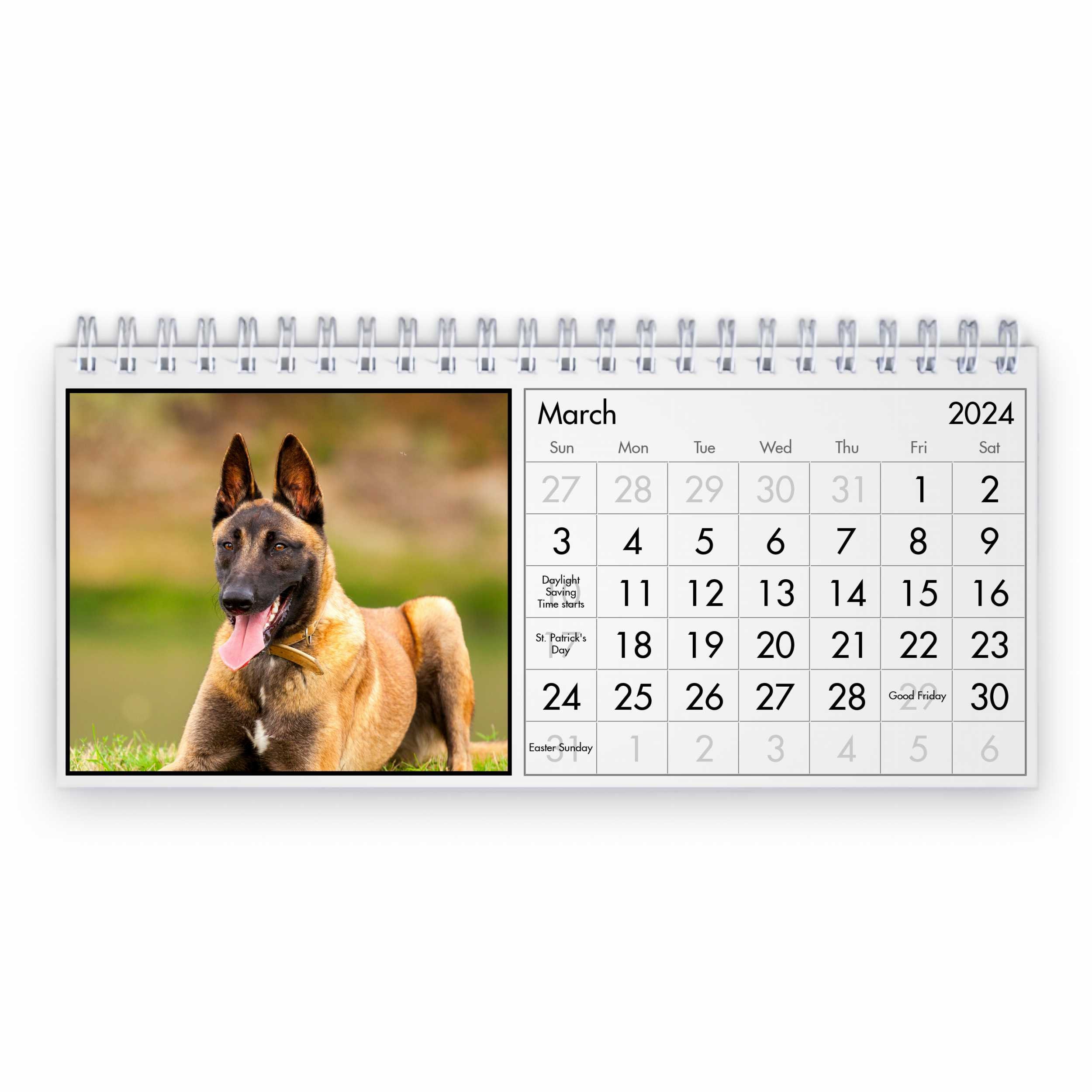 Belgian Malinois 2025 Desk Calendar IDD24128 Etsy