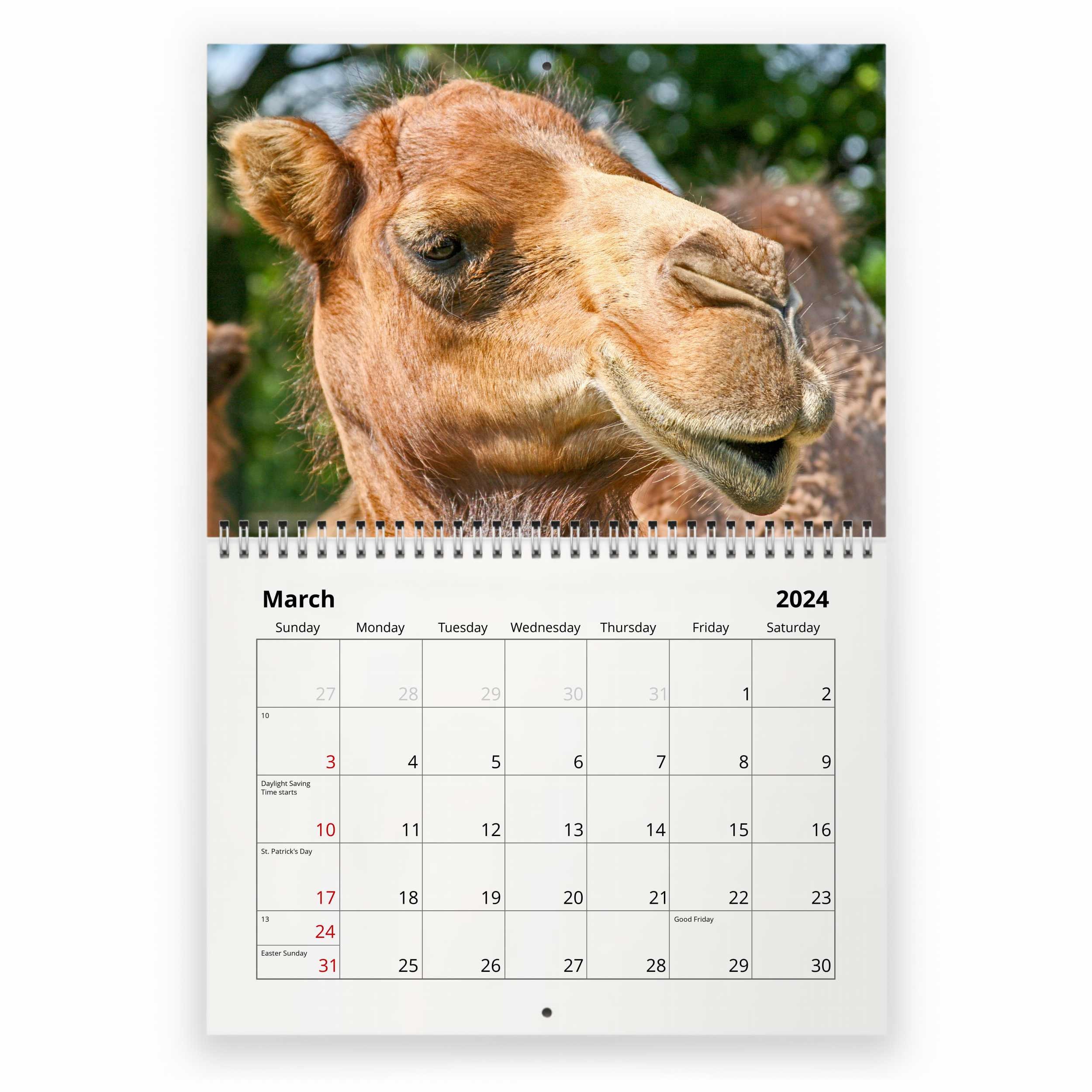 Camel 2024 Wall Calendar IDW24062 Etsy