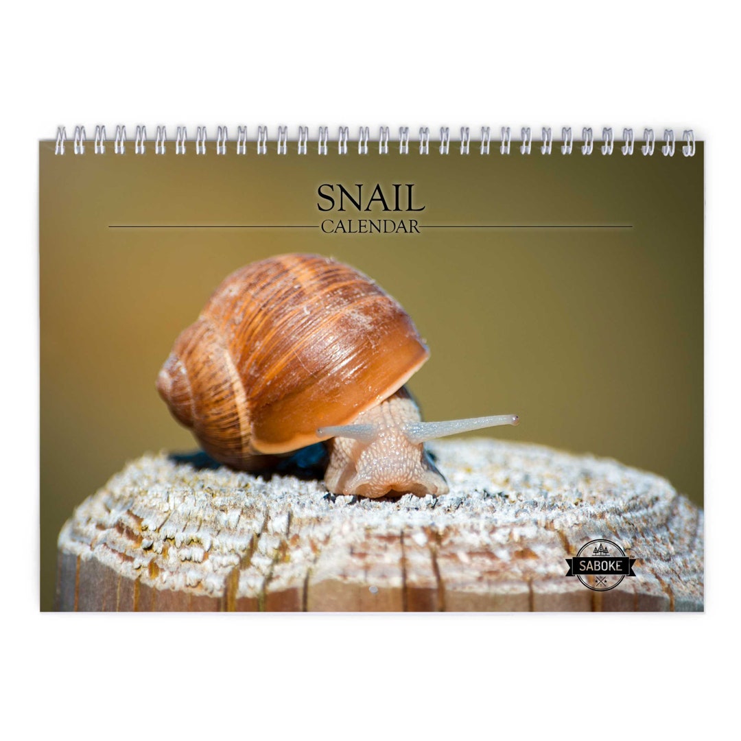 Snail 2024 Wall Calendar IDW24014 Etsy UK