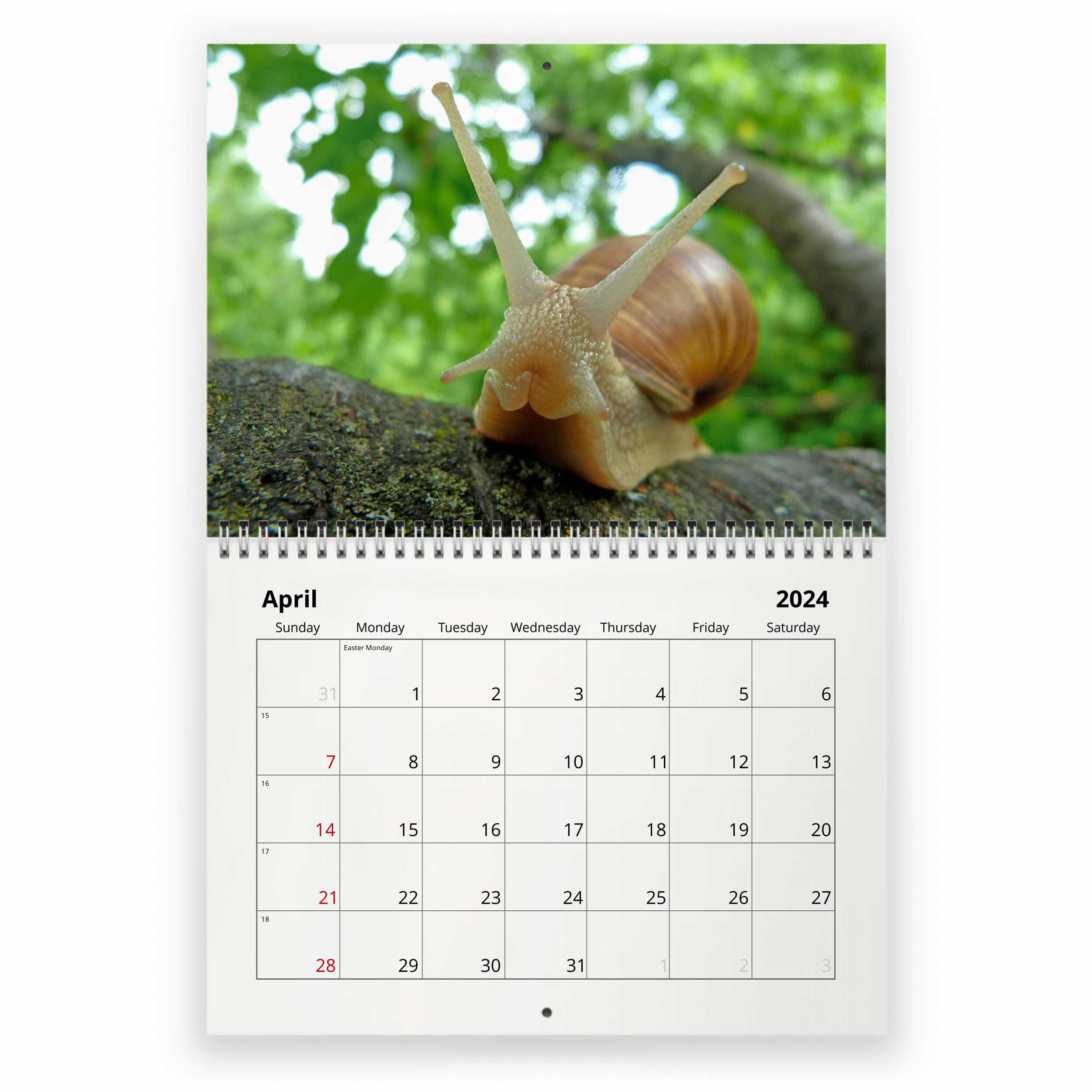 Snail 2025 Wall Calendar IDW24014 Etsy UK