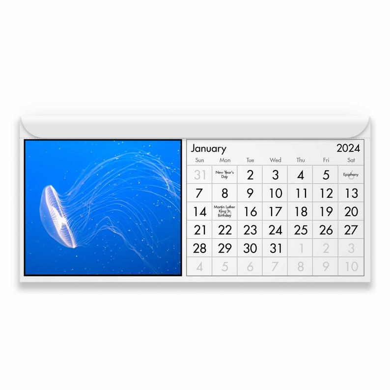 Jellyfish 2024 Calendar IDM23018 Etsy Canada