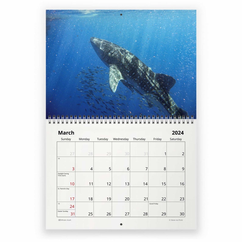 Shark 2025 Wall Calendar IDW24081 Etsy