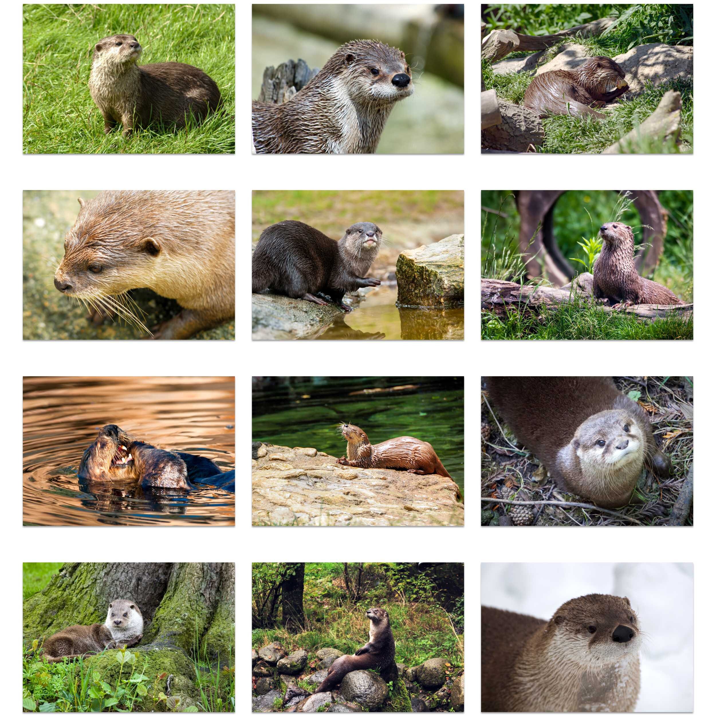 Otter 2024 Wall Calendar IDW24024 Etsy