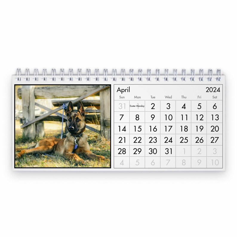 Belgian Malinois 2024 Desk Calendar IDD24128 Etsy UK