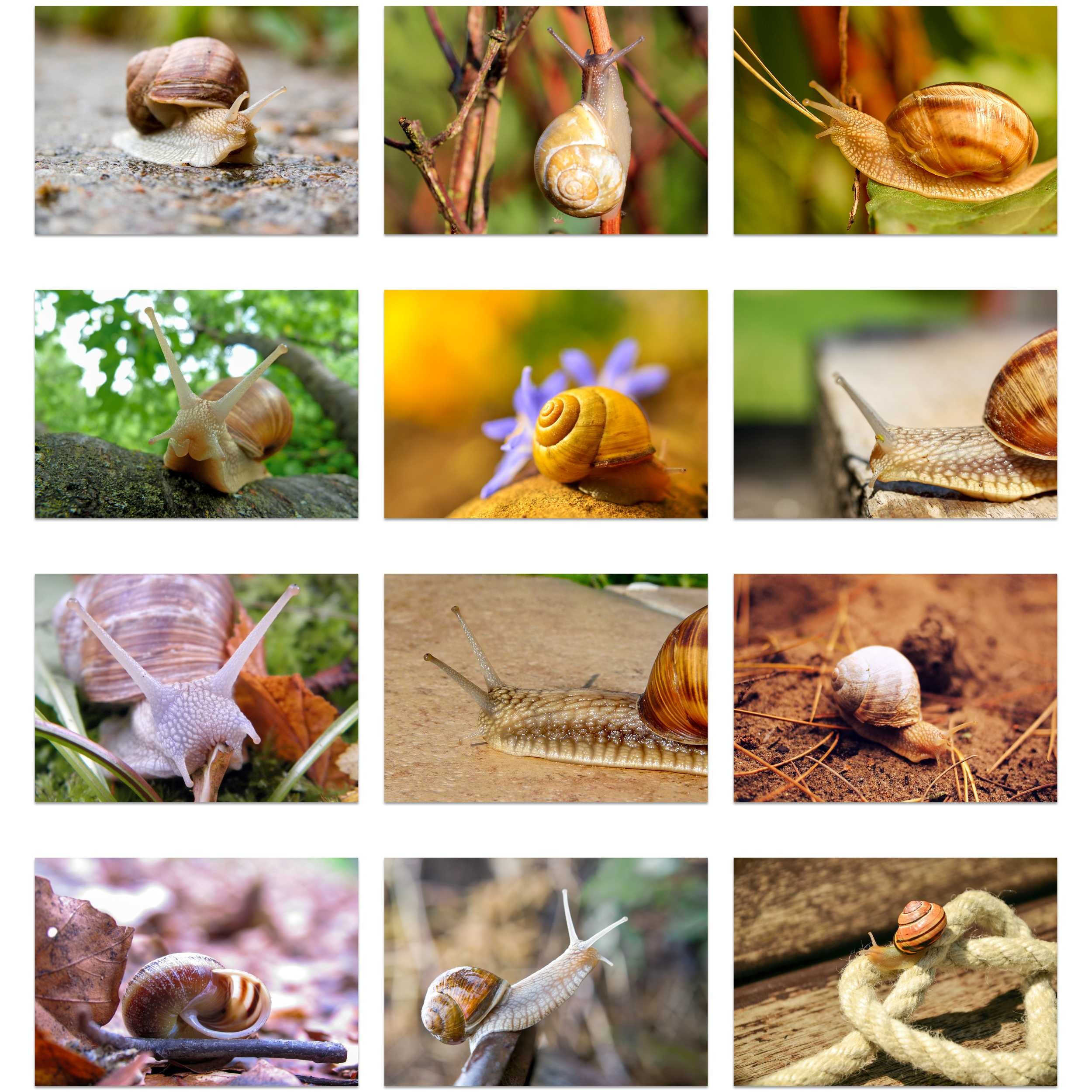 Snail 2024 Wall Calendar IDW24014 Etsy UK
