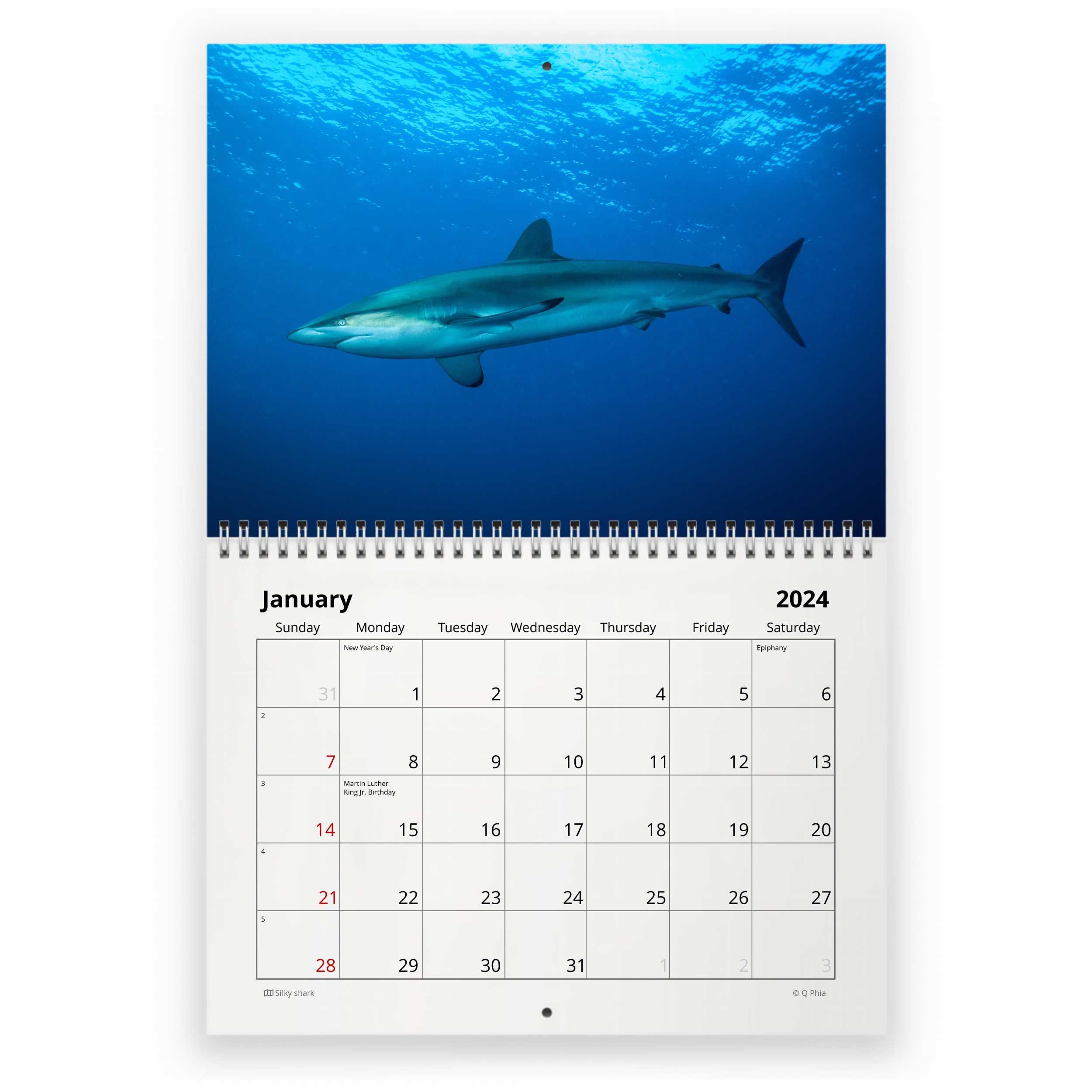 Shark 2025 Wall Calendar IDW24081 Etsy