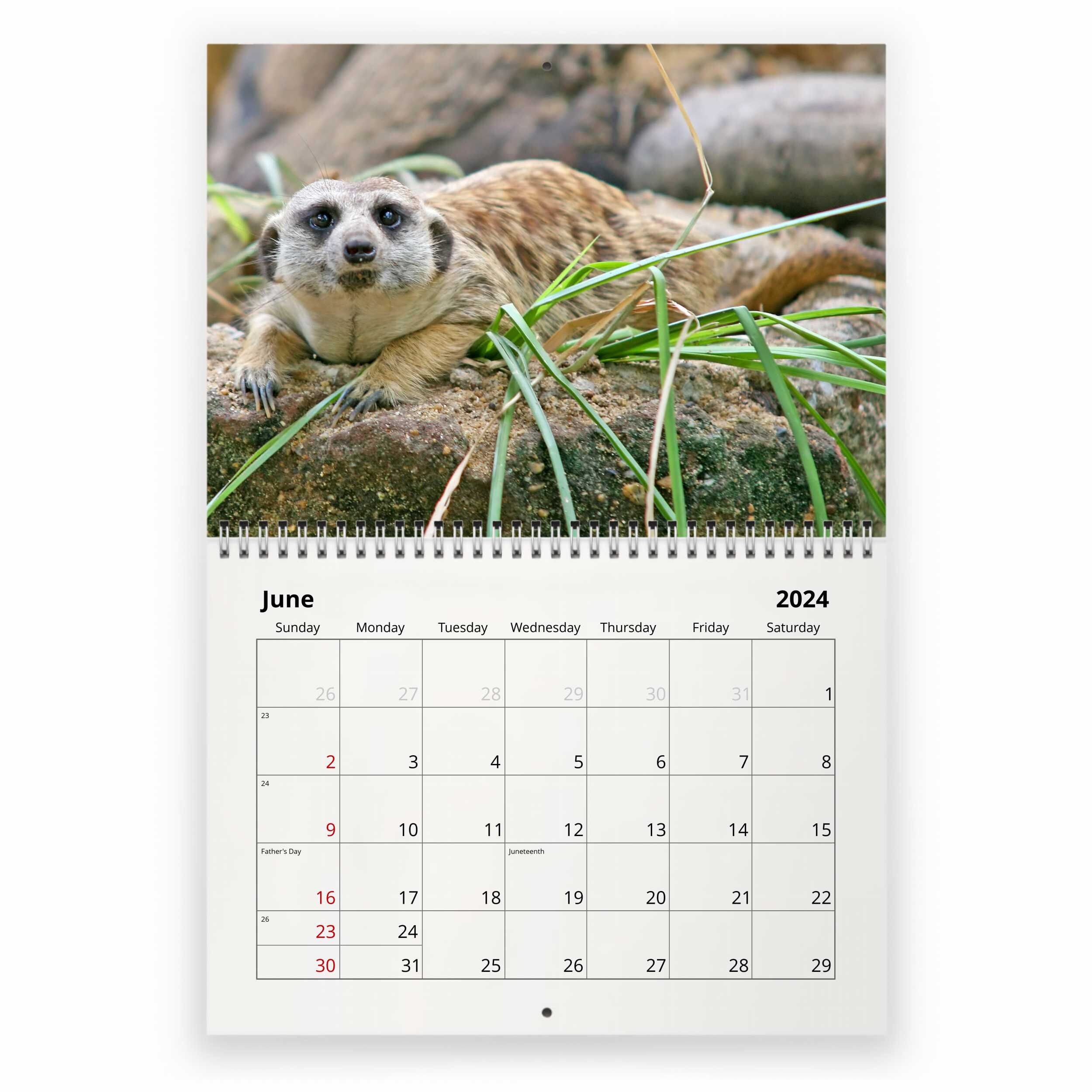 Meerkat 2024 Wall Calendar IDW24027 Etsy