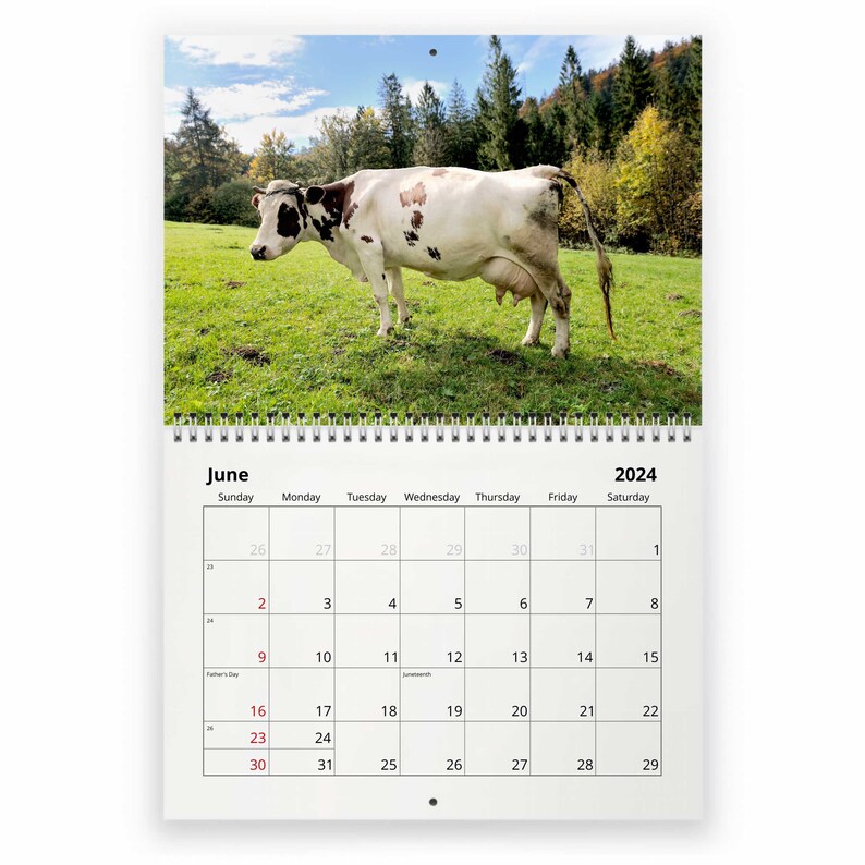 Cow 2024 Wall Calendar IDW24055 Etsy