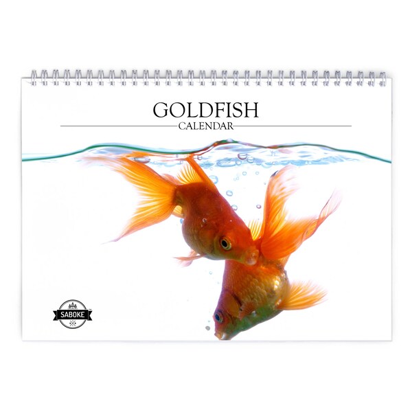 Goldfisch 2024 Wandkalender