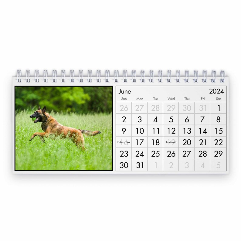 Belgian Malinois 2024 Desk Calendar IDD24128 Etsy UK
