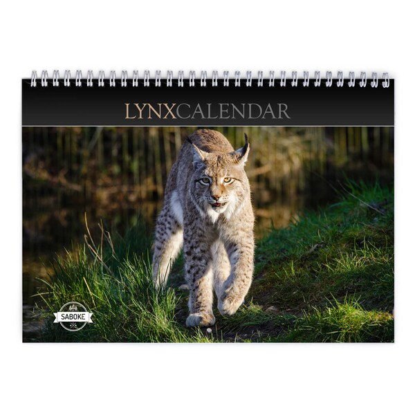 Luchs 2024 Wandkalender