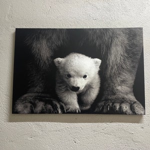Baby Polar Bear, Animal Wild Artwork, Animal Art Canvas, Animal Photo Artwork, Trendy Art Canvas, Animal Photography Art Canvas,