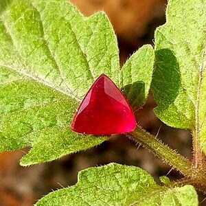 May include: A triangular, deep red gemstone sits on a green leaf. The gemstone's facets catch the light, displaying its rich colour. The leaf's texture and veins are visible, set against a natural background. The gemstone is likely a ruby.